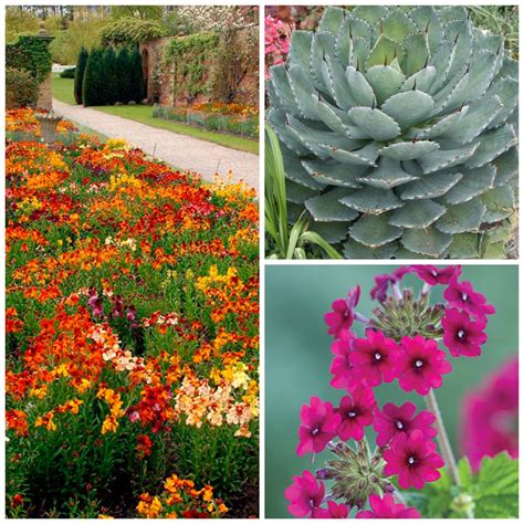 These 12 Drought Tolerant Plants Will Add Life And Color To Your Garden