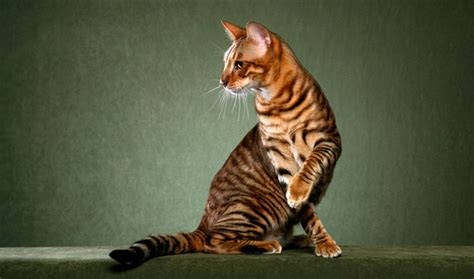 Toygers are a pure bred domesticated kitty cat that are bred to look like tigers, but they are not tigers. Toyger cat information, facts and hd pictures in petworlds.net