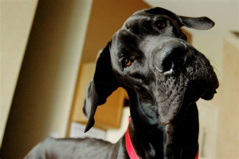 12 Reasons Why You Should Never Own Great Danes