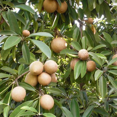 Fruit Trees Home Gardening Apple Cherry Pear Plum Sapodilla Fruit Tree For Sale