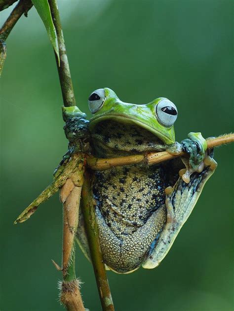 Pin By ღღღ On ⊱ Fr໐ງງiēŞ ⊰ Frog Cute Animals Animals