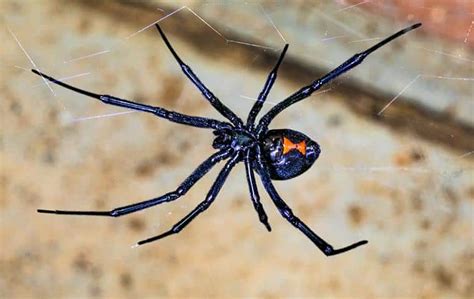 Best Black Widows Spider Exterminator Phoenix Az