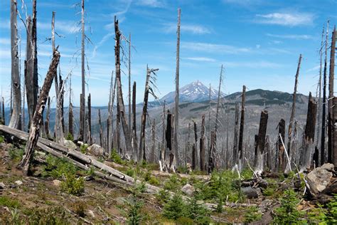 Burned Forest Oregon Cascades Geology Pics
