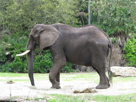 Growing Elephant Herd At Disneys Animal Kingdom Disney World Blog
