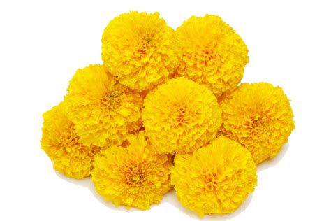 Marigold Flower Border Png - The Home Interior Ideas png image