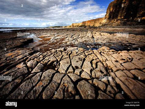 Wave Cut Pavement In Jurassic Lias Beds Near Nash Point On The