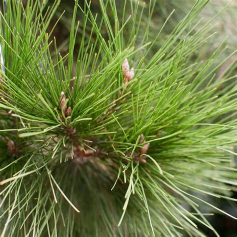 Tree Seeds Seeds And Bulbs 20 Seedsseeds Pinus Halepensis