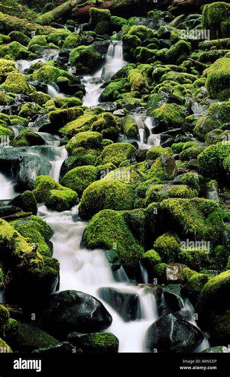 Carmanah Valley Rainforest Creek Drains Through Mossy Rocks And Logs