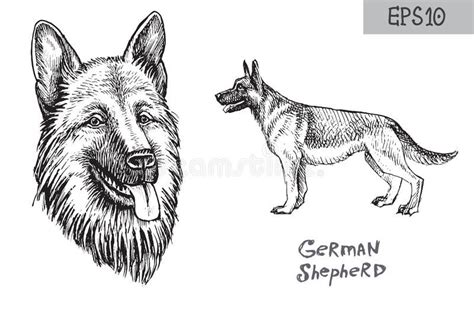 German Shepherd Dog Breed Illustration Vector Drawing Of Dog Head And