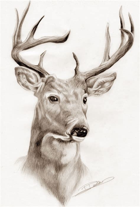 Pencil Drawing Made By Dauphine Mulder 16 Years Old Animal Drawings