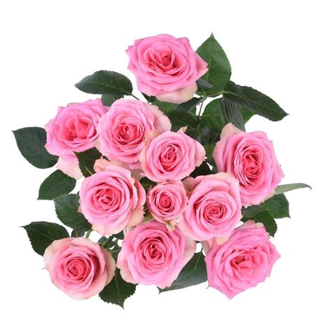 Brilliant Stars® Apricot Spray Rose Esmeralda Farms Wholesale Flowers