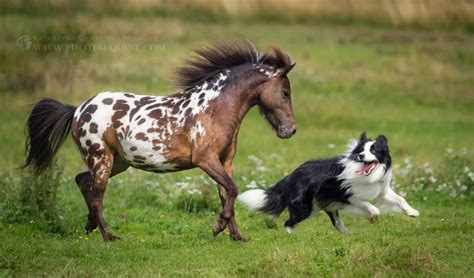 Beautiful Appaloosa And Border Collie Horses And Dogs