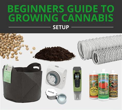 How Hard Is It To Grow Weed A Beginners Guide To Growing Your Own
