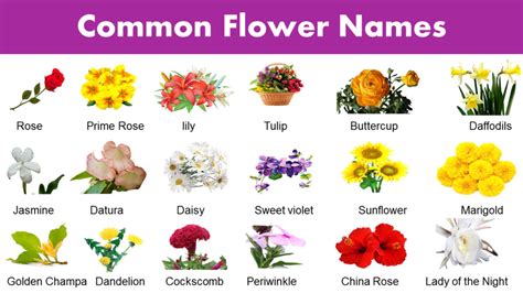 A Truly Complete List Of Flower Names And Their Meanings