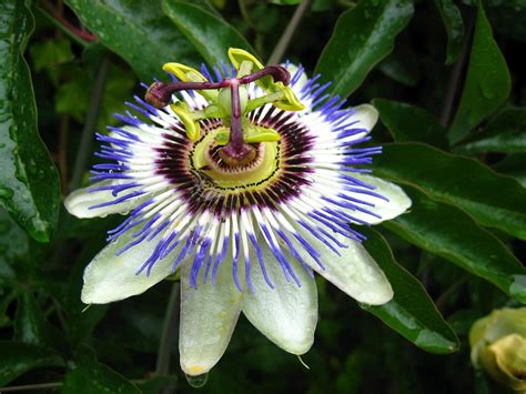 Flowers Of The Blue Planet Exotic Flowers