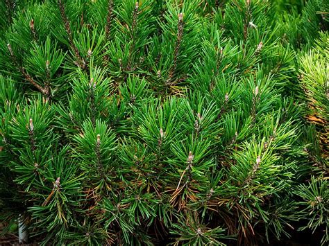 Dwarf Mountain Pine Mops Pinus Mugo Mops Growing Guides