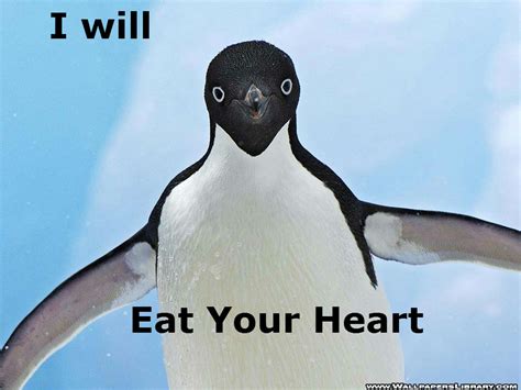 Penguin Memes