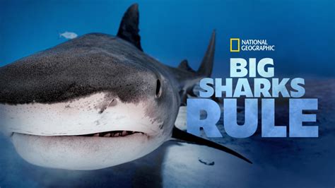 Watch Big Sharks Rule Full Movie Disney
