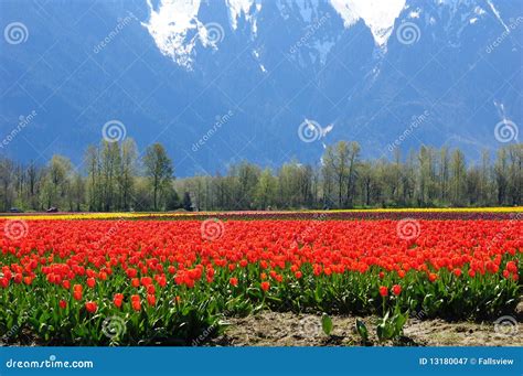 Tulip Field In British Columbia Stock Image Image Of Flora Bloom