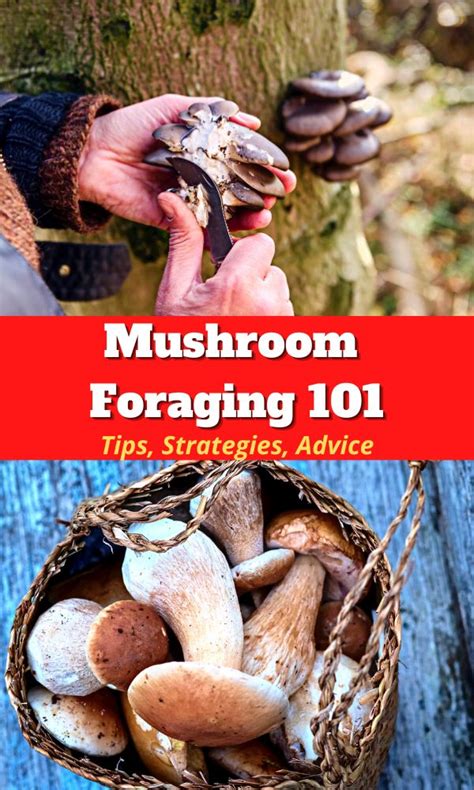 Mushroom Foraging 101 Mushroom Appreciation
