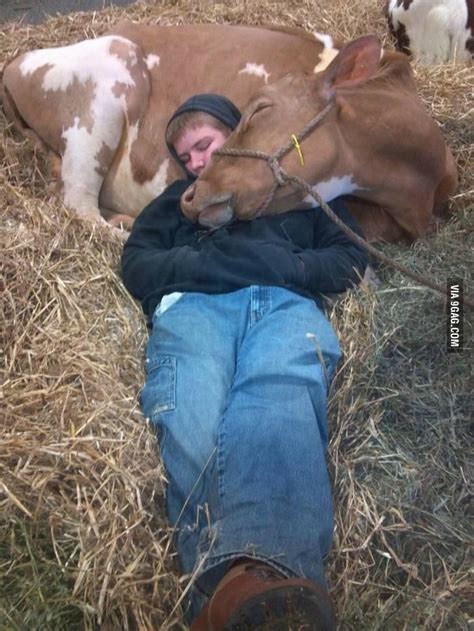 This Is My Absolute Favorite Part Of Showing Dairy Heifers The Bond You