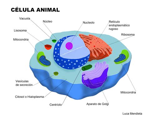 Celula Animal Facil Para Dibujar Imagui