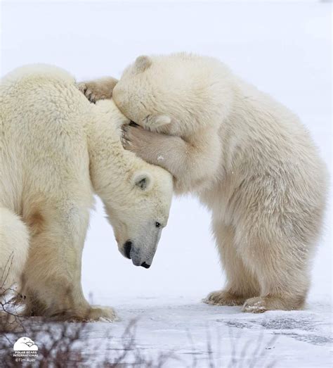 Hug 💙 Save The Polar Bears Baby Polar Bears Animals And Pets Funny