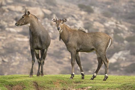 Male And Female Nilgai Only Mail Nilgais Grow The Species Flickr