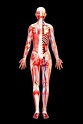 Female Anatomy Human Body Classroom Educational Chart Poster 12x18 inch ...