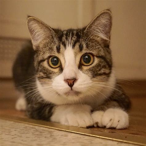 American Polydactyl Cat Pictures And Information Cat