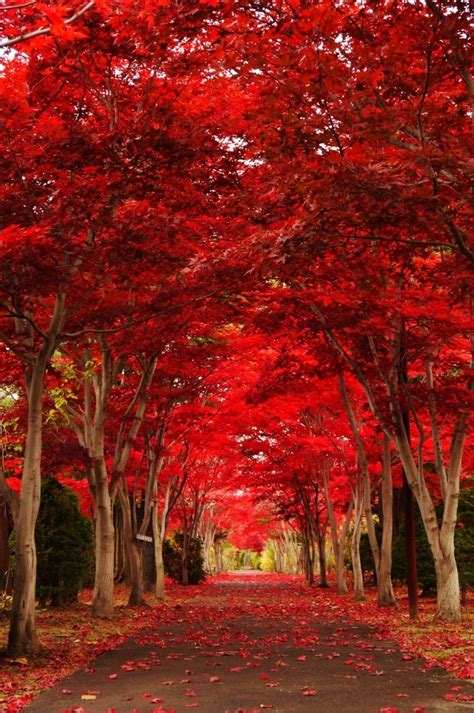 Hokkaido Japan By Marisakurai52 Via Pashadelic Autumn Landscape