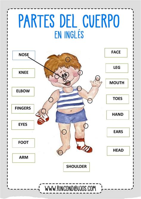 Unir Con Flechas Partes Del Cuerpo Ingles Rincon Dibujos Partes Del Cuerpo En Ingles Partes