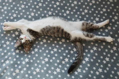 All About The Cat Belly — Why Cats Show It And If You Should Pet It