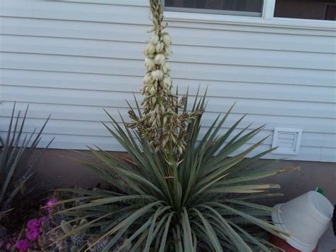 Cactus And Yucca Rebel Flowering Time For The Harrimans Yucca