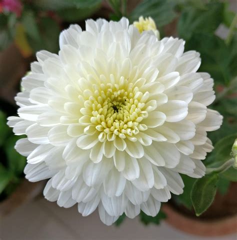 White Chrysanthemum Flower Plant Beautiful Insanity