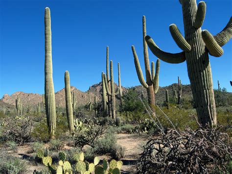 Insiders Guide To Saguaro National Park