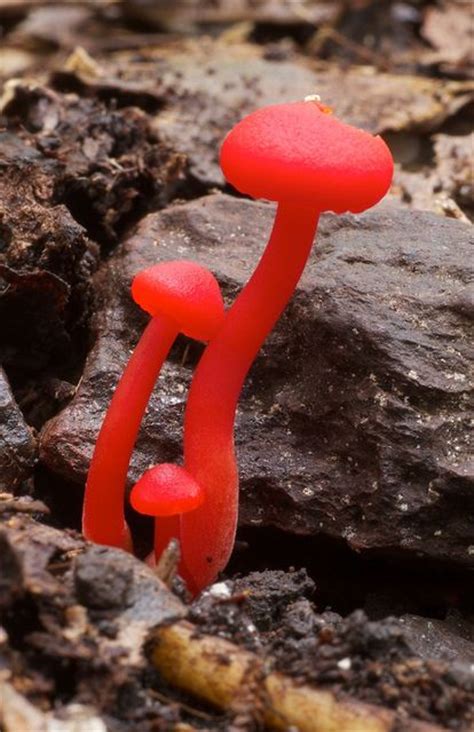 Bright Red Hygrocybe Miniata Fungi Jamie Stuff Pinterest