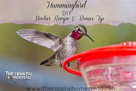Diy Hummingbird Nectar Recipe And Bonus Tip The Coastal Homestead