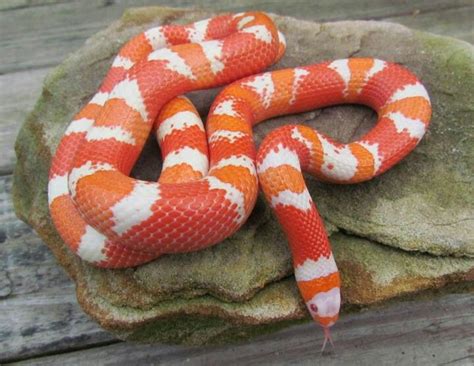 Popular Types Of Pet Snakes All Pet Care
