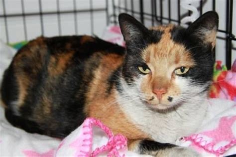 Calico Freyja Medium Adult Female Cat For Sale In Bonanza