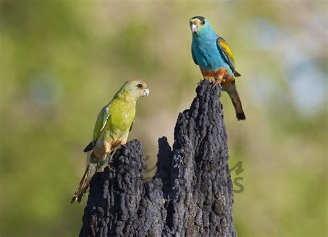 Buy Golden Shouldered Parrot Pair Image Online Print And Canvas Photos