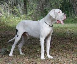 Breeders of bis, biss, rubis, grand champions and numerous champions over 46 years, including dane of the year, our involvement and love for the breed has. Dog Breeders in Florida