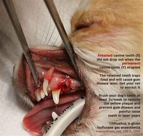 Do cats lose their baby teeth like humans do? Veterinary and Travel Stories: 1260. Video production at ...