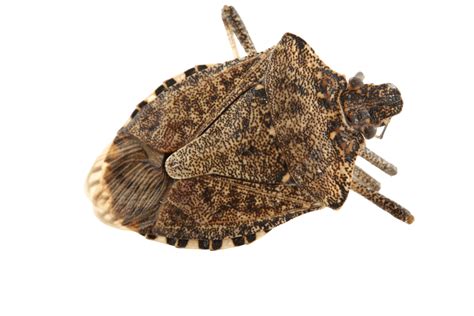 Stink Bug Png Vector Psd And Clipart With Transparent Background For