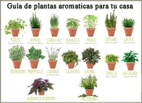 Mayores De ChamartÍn Cuida Tus Plantas Plantas AromÁticas