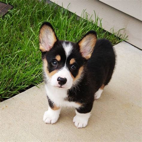 Tricolor Corgi Puppy Pembroke Welsh Corgi Puppies Corgi Facts