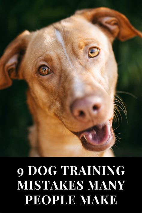 9 Dog Training Mistakes Many People Make Dog Training Puppy Training