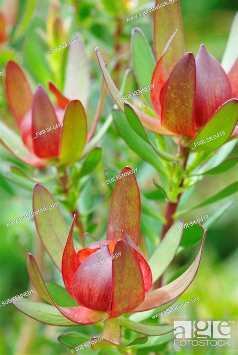 Leucadendron Protecea Safari Sunset Protea Stock Photo Picture And