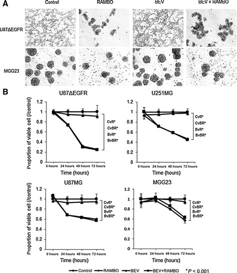 Cytotoxicity Effect Of Rambo Bevacizumab And Their Combination On