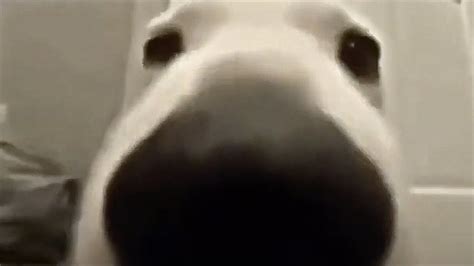 Dog Sniffing The Camera 10 Hours Youtube
